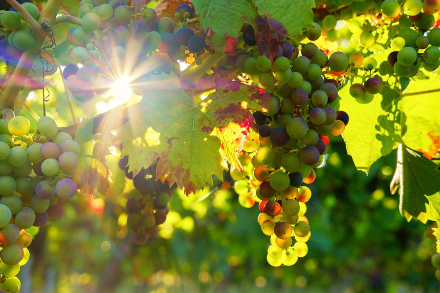 Die Geschichte des Weinanbaus in Sachsen